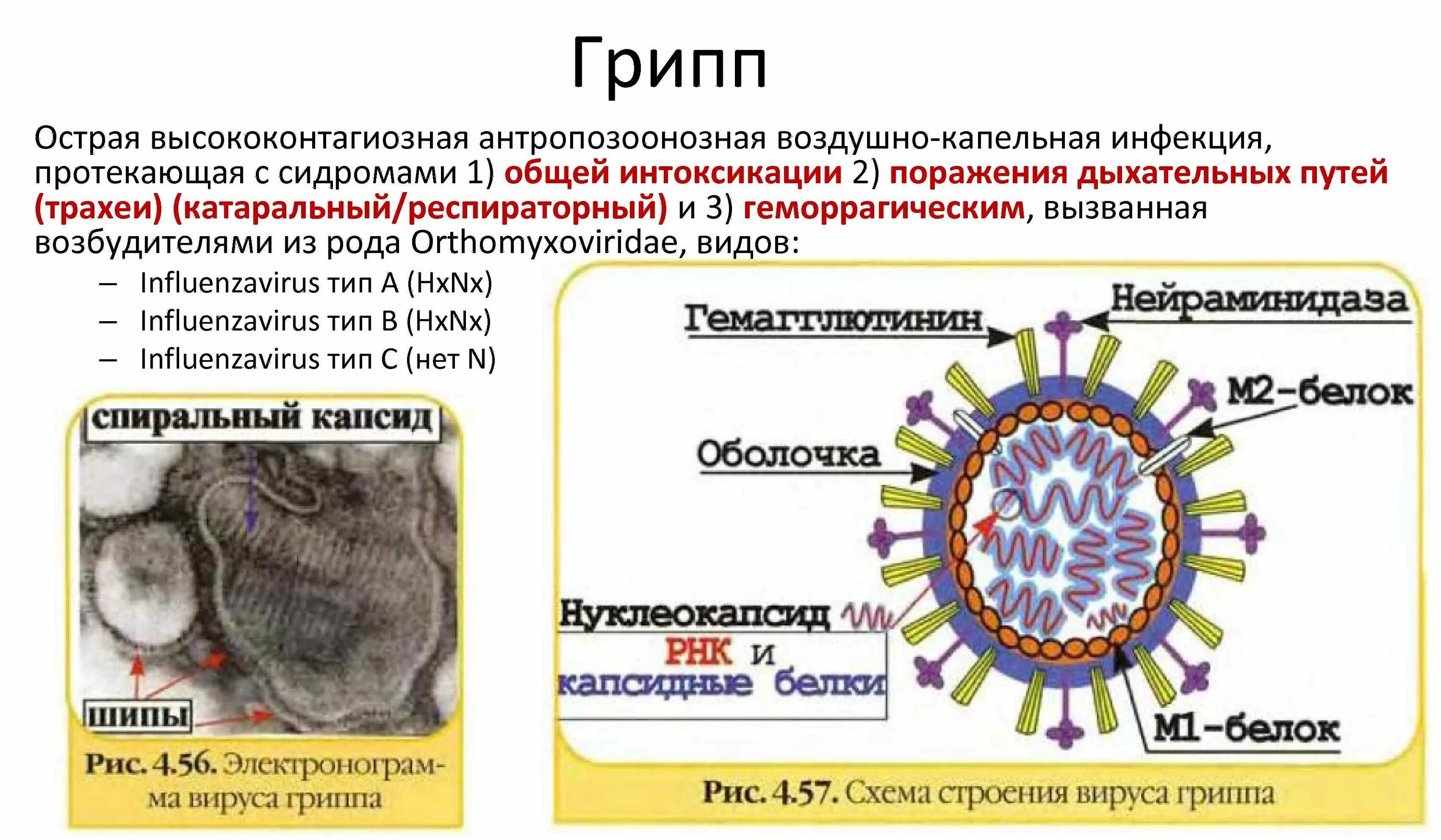 Вирус гриппа возбудитель. Строение вируса гриппа. Схематическая структура вируса гриппа. Геном вируса гриппа.