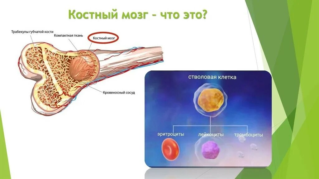 Клетки костного мозга. Строение костного мозга человека. Красный костный мозг строение.