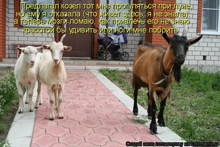 Коза не грозила я уходила. Смешная коза. Бешеная коза. Белый козел. Стих идет коза рогатая.