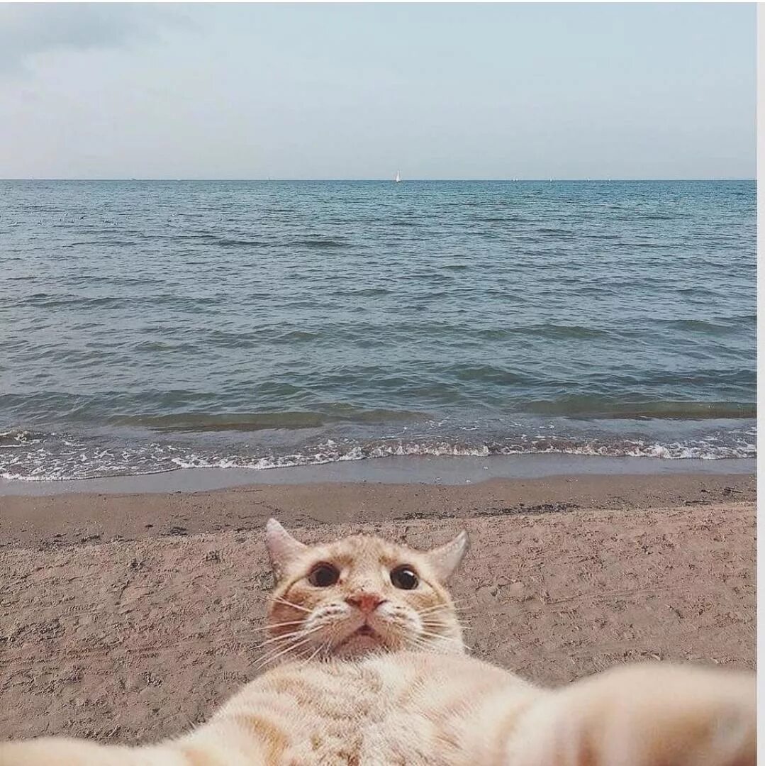Фотографии хочу найти. Котик на море. Я на море. Хочу на море. Заберите меня на море.