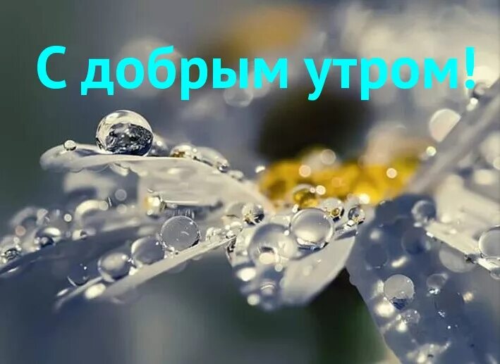 Утром 2 капли. Доброе утро капель. С добрым утром капельки росы. С добрым утром капель.