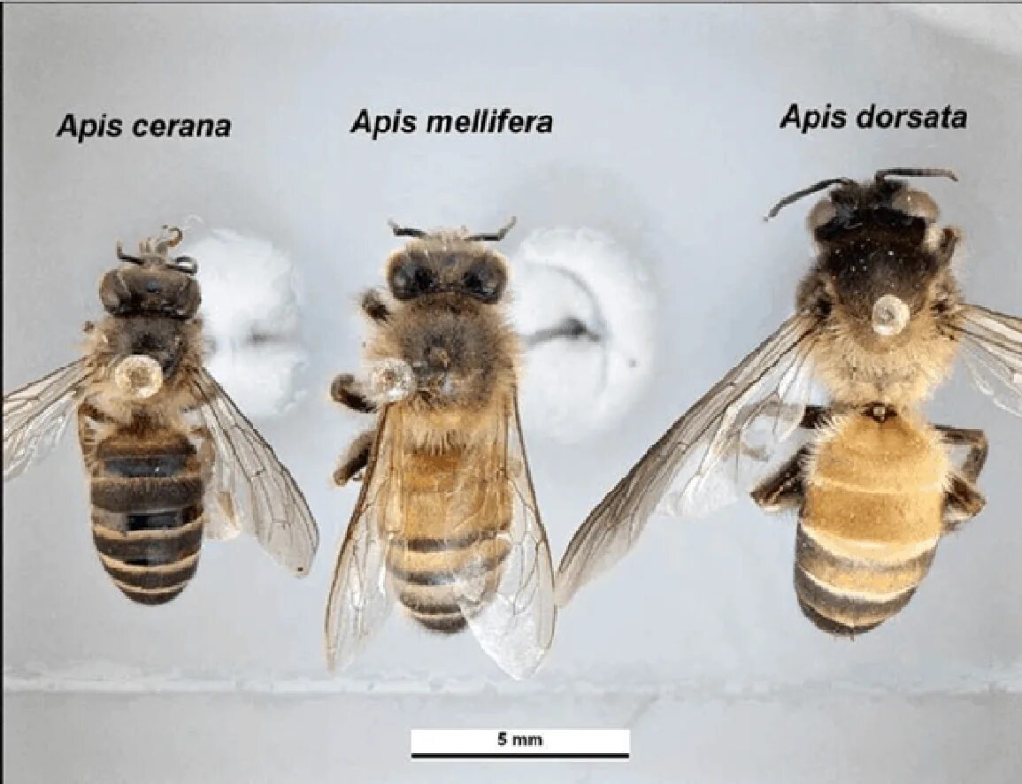 Bing apis. APIS dorsata laboriosa пчелы. Медоносная пчела APIS mellifera. Гималайская медоносная пчела размер. Гигантская пчела (APIS dorsata).