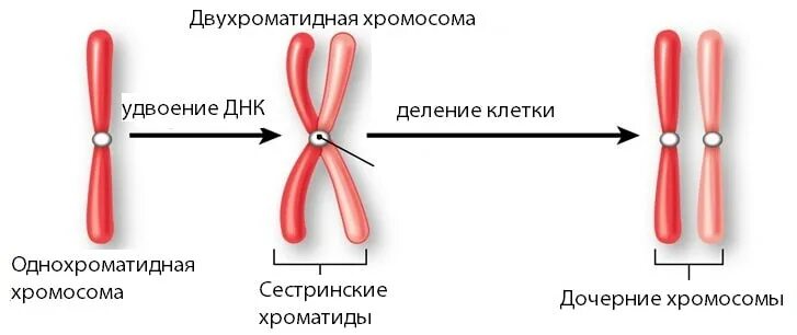 однохроматидная хромосома строение. хроматин хроматиды хромосомы. двухроматидная хромосома. хроматид и хромосом разница. формирование двухроматидных хромосом.