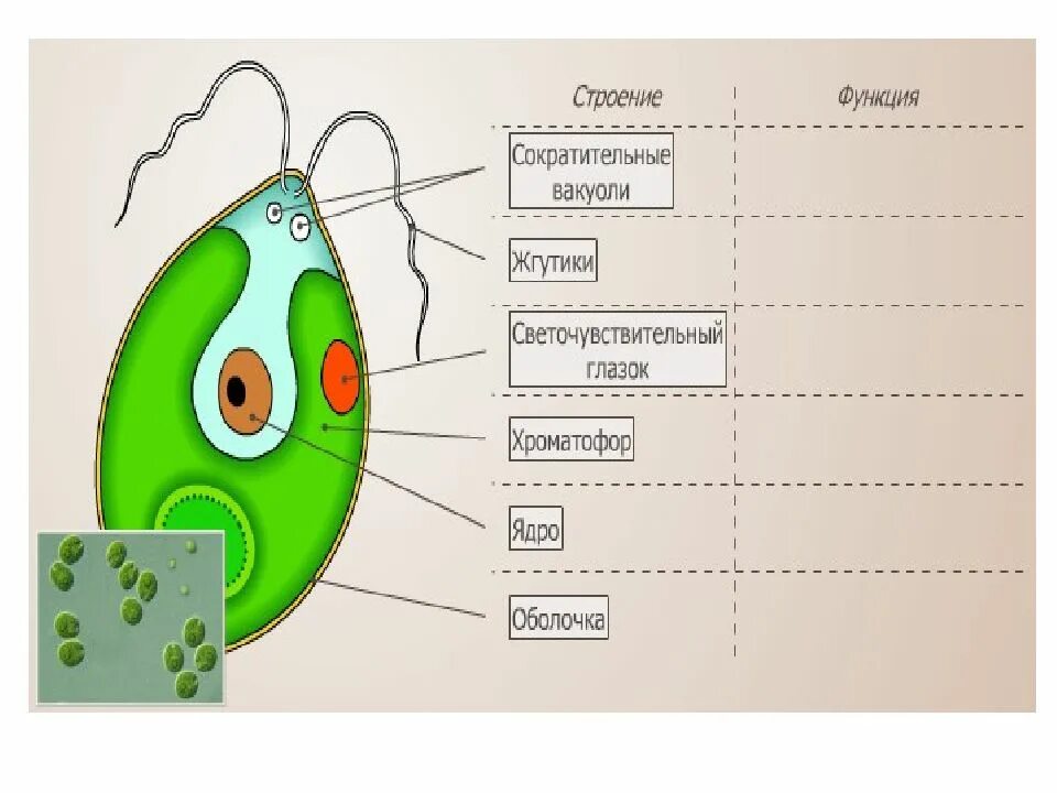Лабораторная работа изучение строения водорослей. Строение одноклеточной водоросли хламидомонады рисунок. Строение одноклеточной водоросли хламидомонады рисунок. Лабораторная работа № 7 «строение зеленых водорослей». Лабораторная работа изучение строения водорослей.