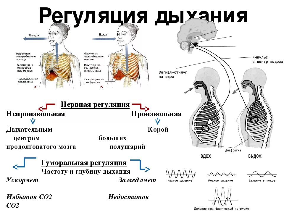 Нервная и гуморальная регуляция дыхания. Схема нервно гуморальной регуляции дыхания. Дыхательная система человека 8 класс регуляция дыхания. Нейрогуморальная регуляция дыхания схема.