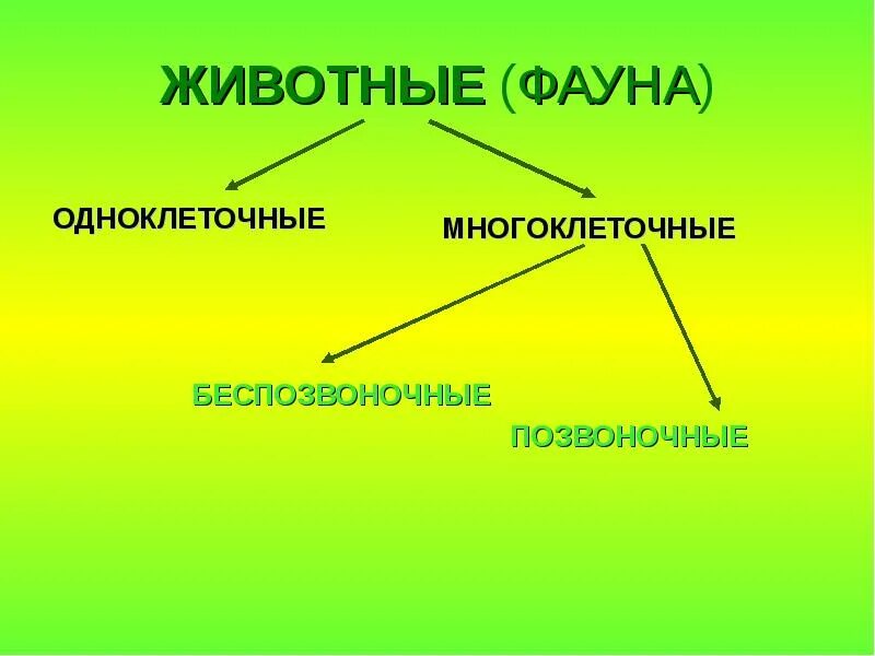 Разнообразие животных 3 класс задания Shtampik.com