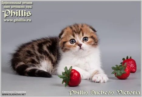 Питомник шотландских кошек