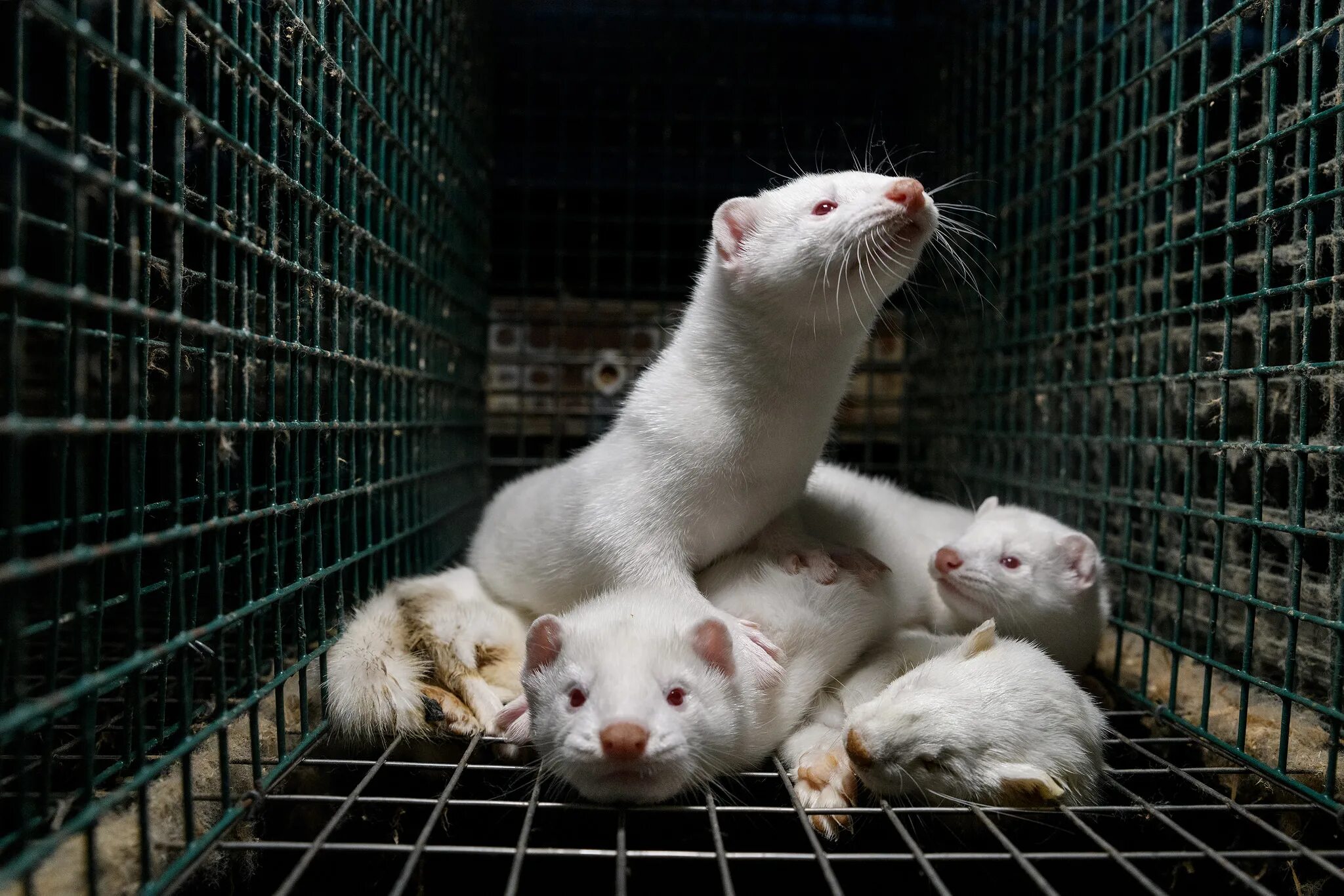 Звероферма норки в россии. Звероферма норки в россии. Разведение пушных зверей. Голубой песец звероферма. Разведение пушных зверей.