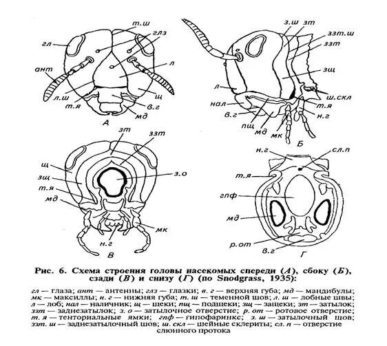 Строение головы насекомых. Строение головного отдела насекомого. схема строения головы насекомого. морфология насекомых строение головной капсулы. внешнее строение головы насекомых.