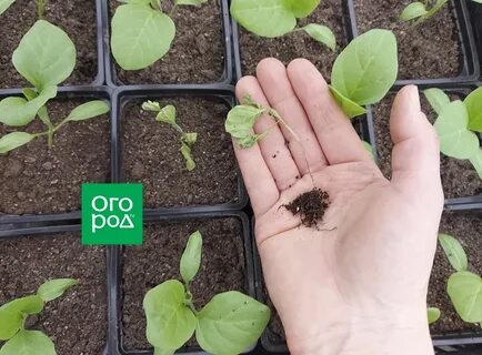 Рассада баклажан желтеет и сохнет
