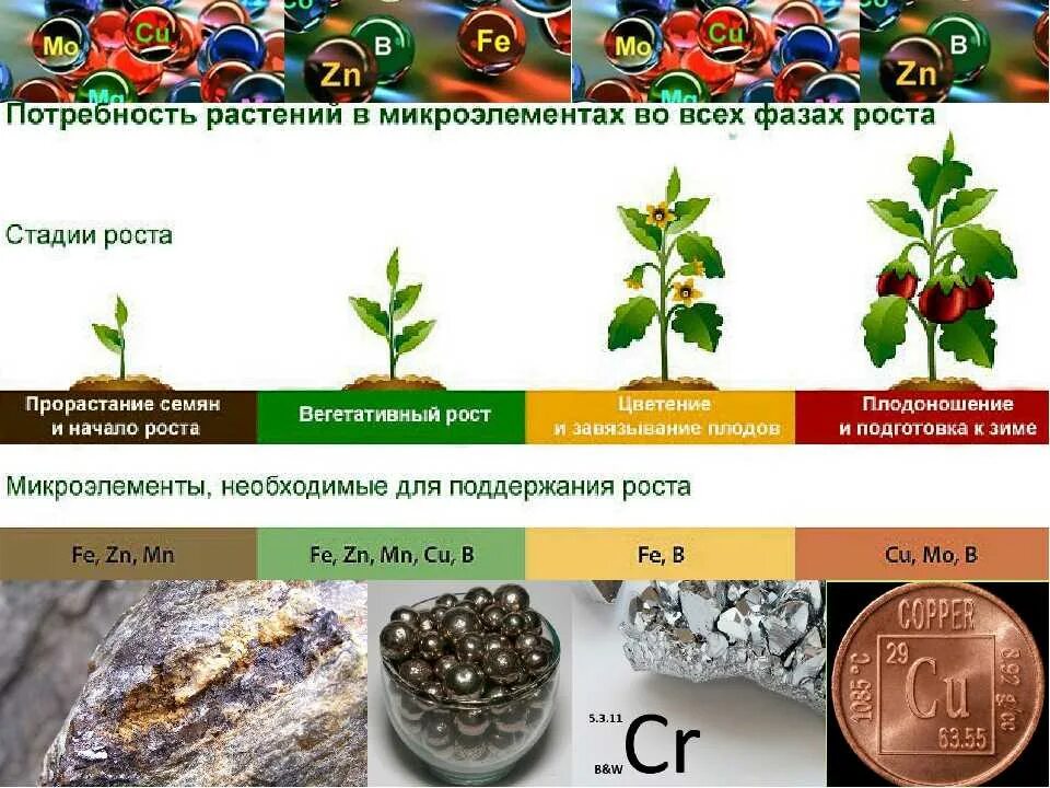 Какого растения получают инновационный ингредиент филобиома актив. Микроэлементы для растений. Макроэлементы для растенсй. Удобрения для растений. Макроэлементы и микроэлементы для растений.