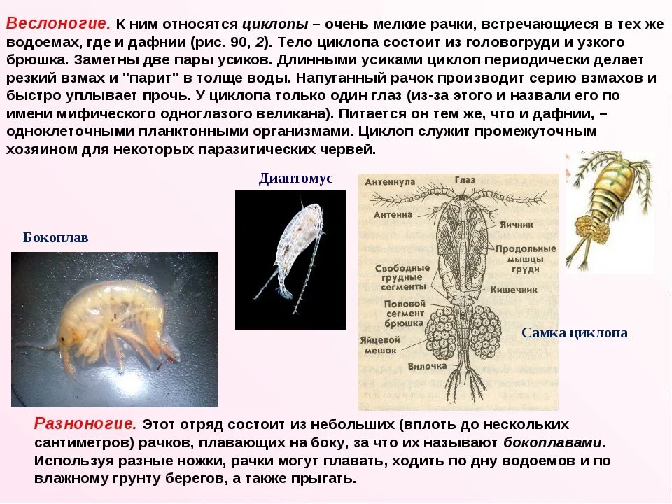 Веслоногий рачок Циклоп строение. Веслоногий рачок дафния. Веслоногие ракообразные представители. Ракообразные веслоногие рачки. Каким предстал циклоп