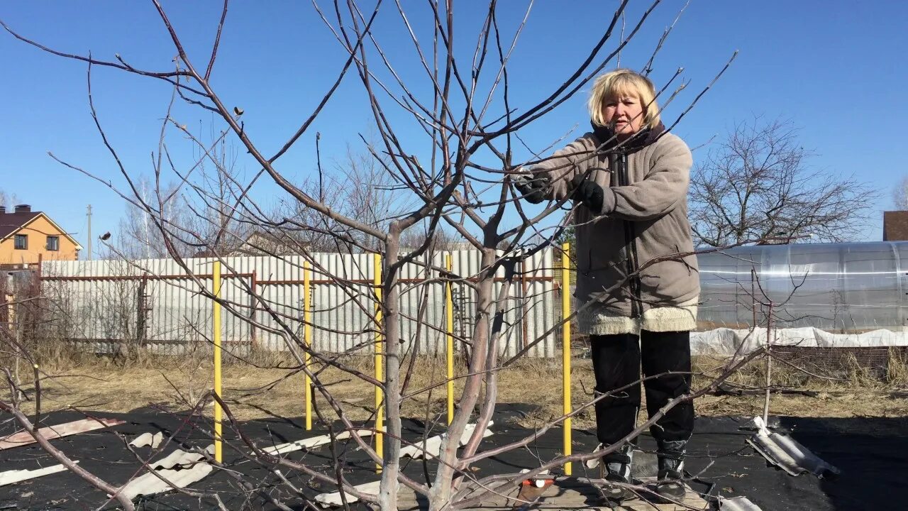 Обрезка плодовых деревьев московская область. Обрезка фруктовых деревьев зимой. Сад не Обрезанные ветки в саду. Ютуб ру обрезка садовых деревьев.