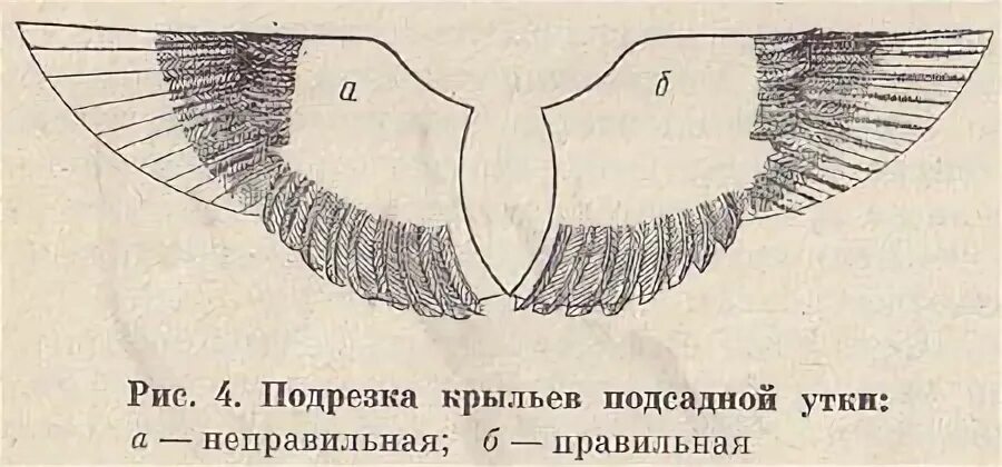 Как подрезать крылья курам. Как правильно подрезать Крылья подсадной утке. Подрезка крыльев подсадной утки. Как подрезать Крылья уткам подсадным.