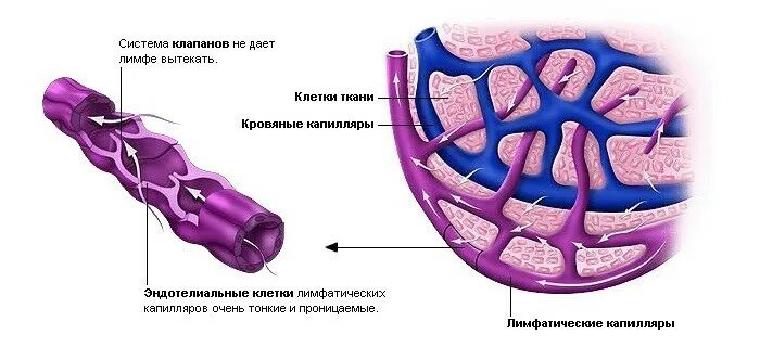 Стенка кровеносных сосудов состоит из тканей. Строение лимфатических сосудов анатомия. строение стенки лимфатических сосудов. эндотелий лимфатических сосудов. строение стенки лимфатического капилляра.