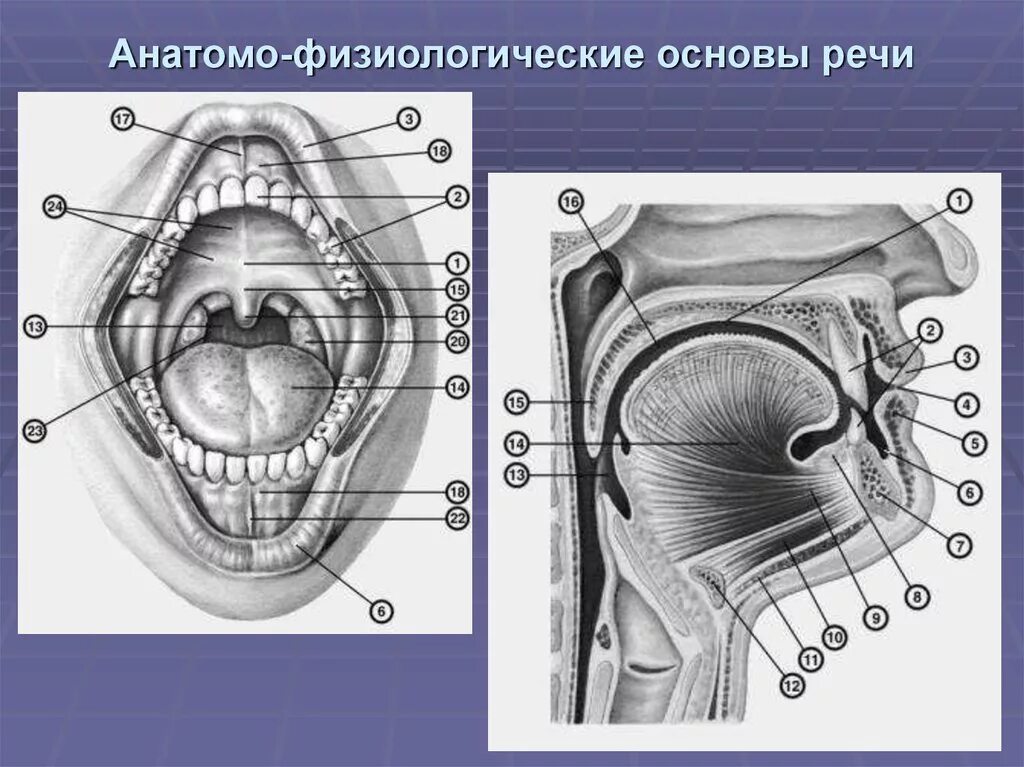 Голосовой механизм. Анатомофизиолгические основы речи. Анатомо физиологические основы речи. Анатомо-физиологические основы логопедии. Анатомо-физиологические механизмы.