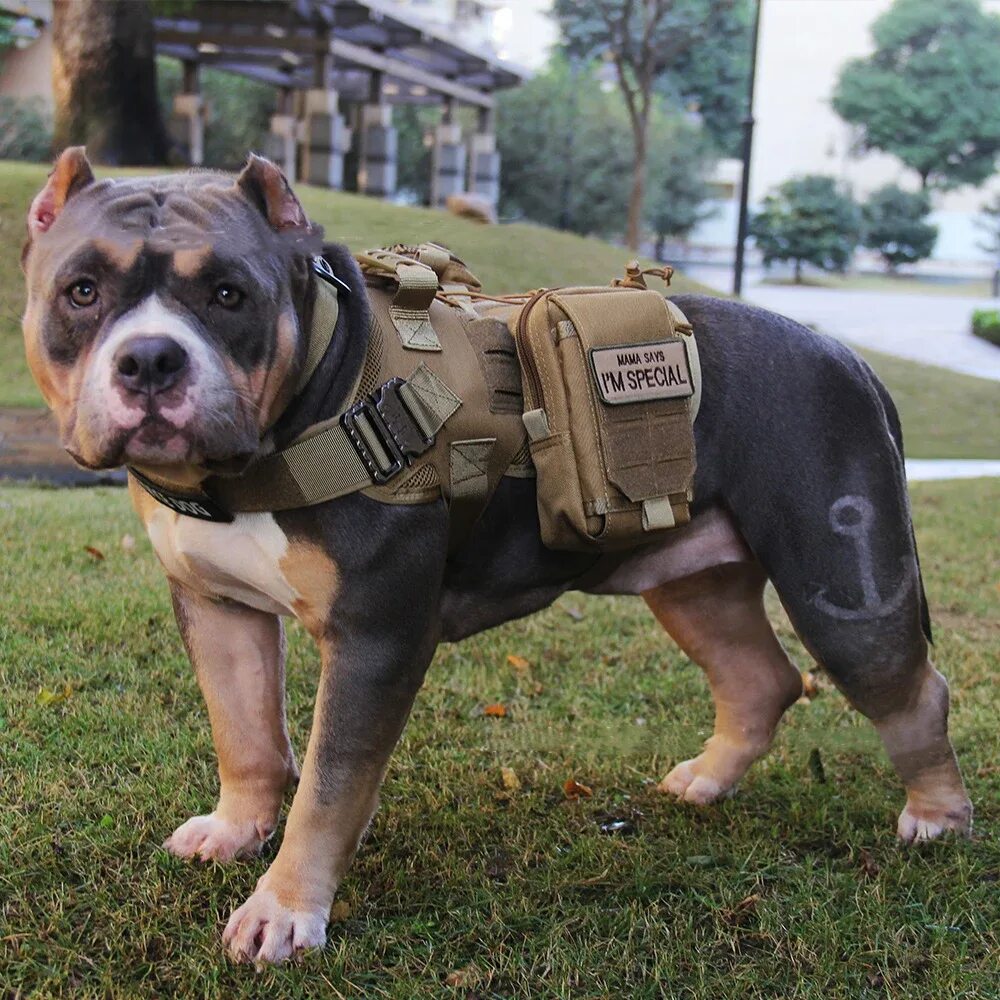 Тактическая шлейка для собак. Тактическая шлейка для собак к9 Tactical Dog. Питбуль в шлейке. Tactical жилет питбуль. 5.11 Tactical Dog harness.