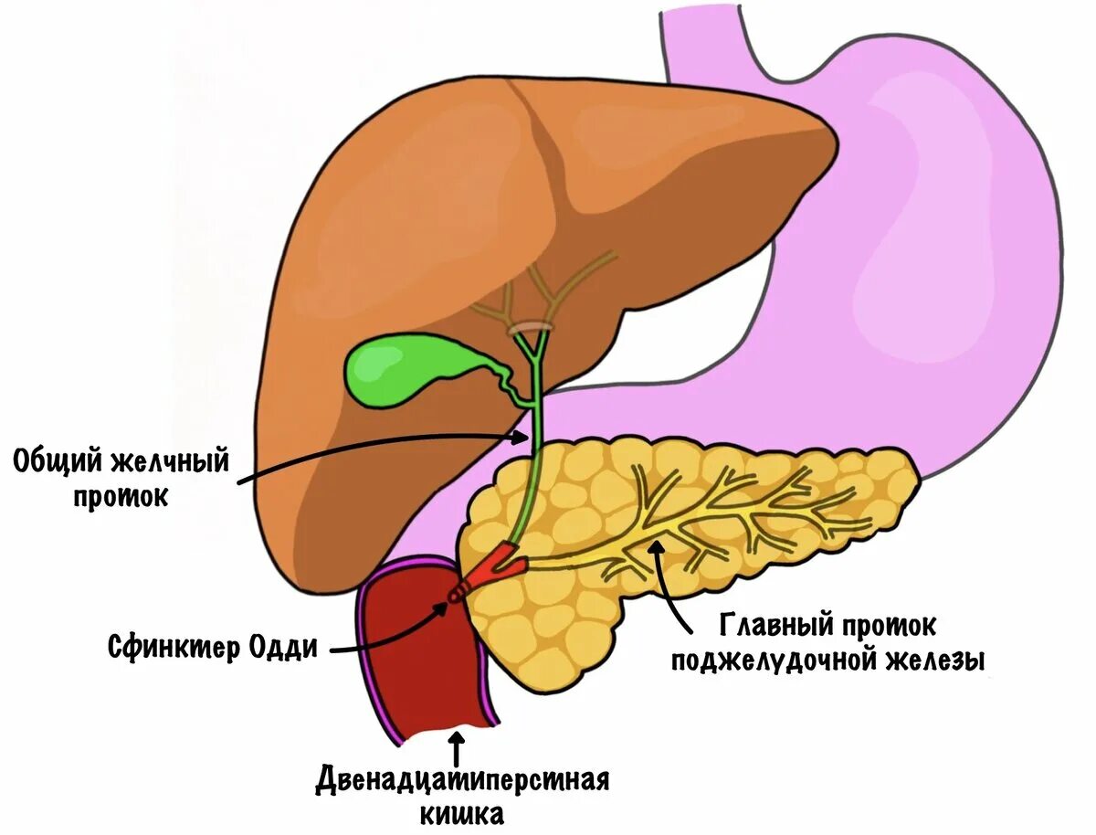 В тонкую кишку открываются протоки. Поджелудочная железа сфинктер Одди. Желчный пузырь сфинктер Одди анатомия. Печень и поджелудочная железа анатомия. Протоки желчного пузыря и поджелудочной железы.