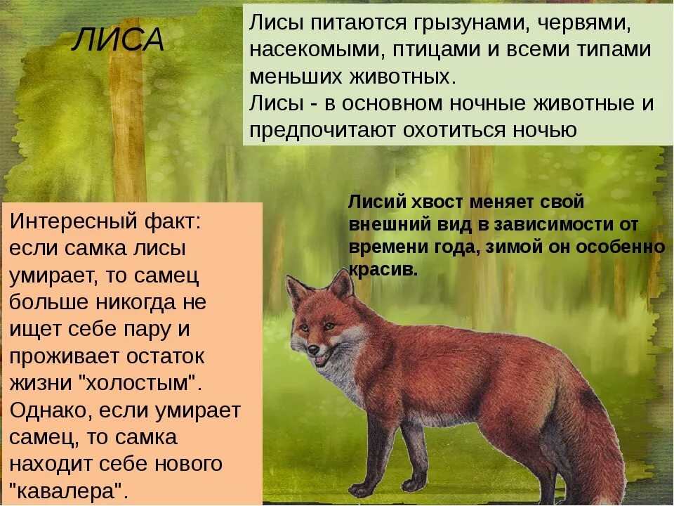 Внешнее описание лисы. Рассказ про лису. Описание жизни лисы. Описание животного лисы. Повадки лисов