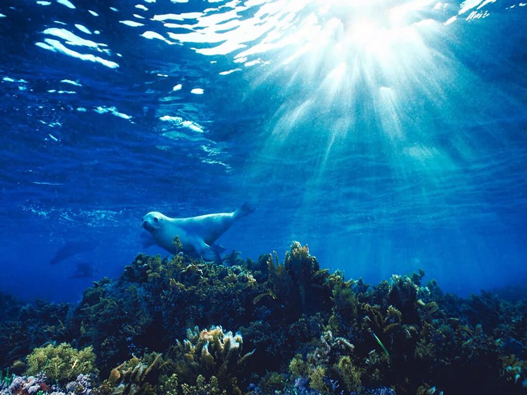 Подводный мир океана. Тихий океан под водой. Подводный мир Тихого океана. Океан под водой.