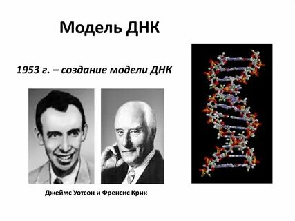 Кто предложил модель днк