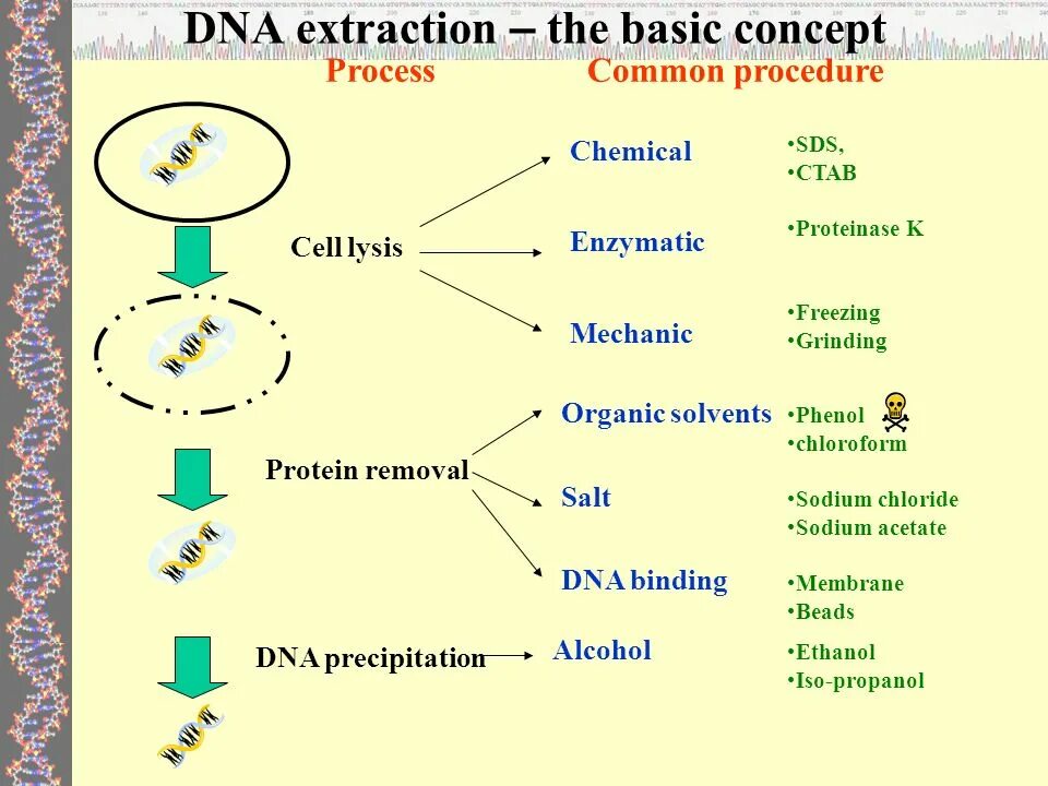 Common process. DNA Extraction. Extract DNA. DNA Extraction phenol chloroform Acetate. Methods of DNA Extraction.