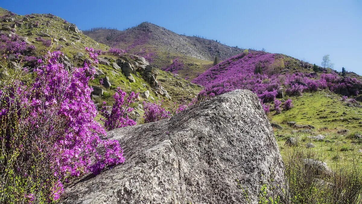 цветение маральника на алтае. багульник забайкальский. цветение маральника на алтае. багульник лазаревское. алтай маральник никольское.