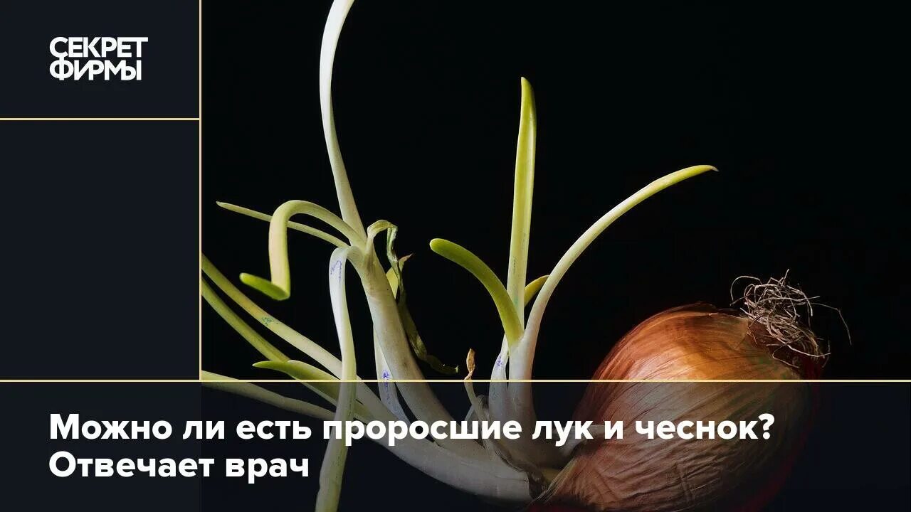 Можно ли есть проросшую. Проросший лук. луковица и лук разница. лук в коробке. можно ли есть проросший лук репчатый.
