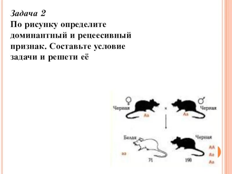 Доминантные признаки мыши. Задачи доминантные и рецессивные. Задачи на доминантные и рецессивные признаки. Зажачки доминантный признак. Доминантные признаки рисунок.