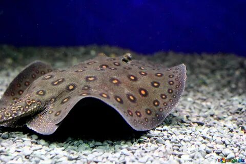 Stingray