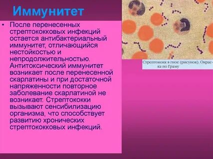 Стрептококки какие