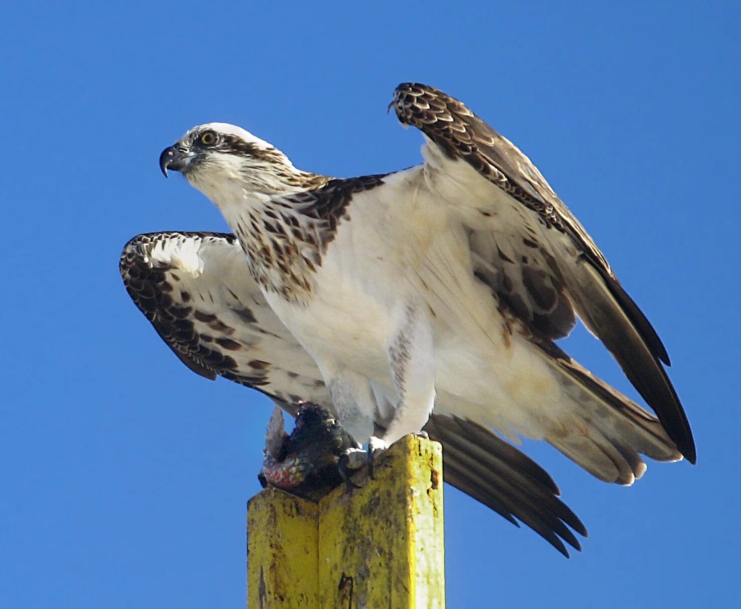 Скопа красная книга. Скопа (Pandion haliaetus). Скопа – Pandion haliaetus (Linnaeus, 1758). Скопа – Pandion haliaetus (Linnaeus,. Скопа (Pandion haliaetus l.).