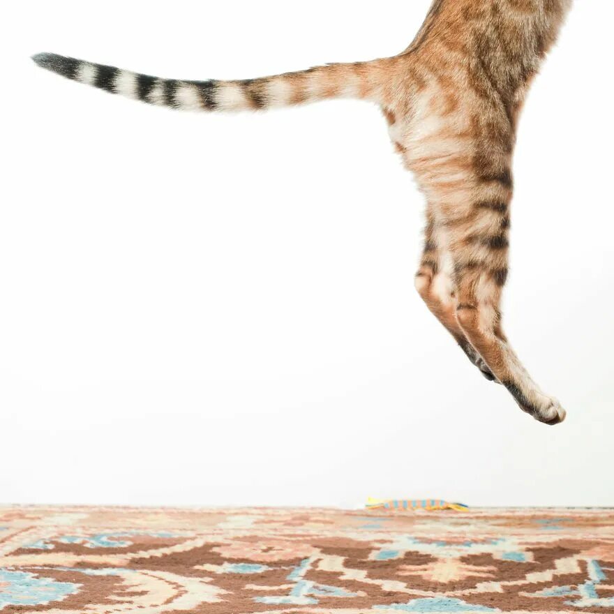Кошка в прыжке. Гибкость кошки. Прыгучая порода кошек.