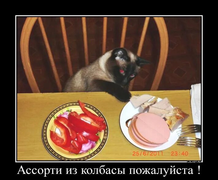 В колбасе есть мясо. Кот с колбасой. Кот ест колбасу. Люблю колбасу. Приколы про котов и колбасу открытки.