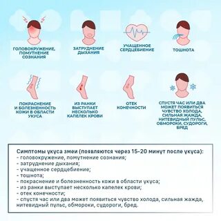Клинические признаки при укусе гадюки
