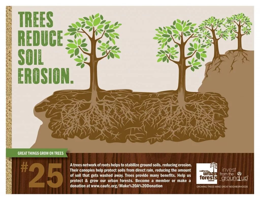 Деревья вытягивающие влагу из почвы. Growing Soil erosion. Дерево с почвой. Protect Soil erosion. They like trees