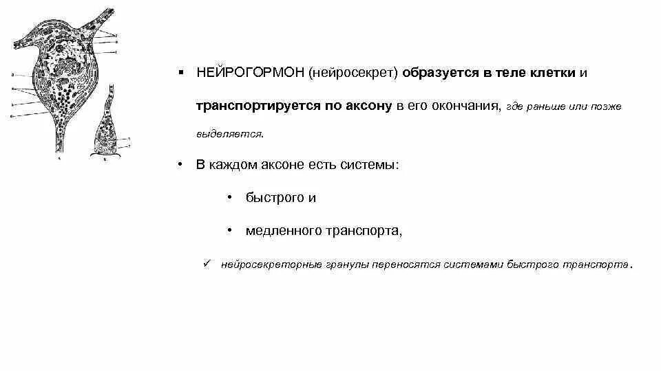 Функции нейрогормона