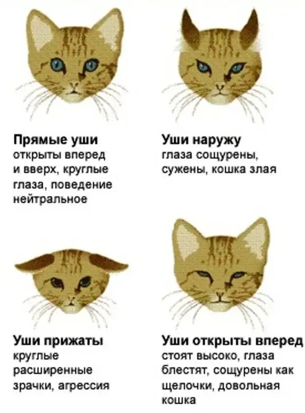 Язык тела кошек. Поведение кошек. Положение ушек у кошки. Положение ушей у кошек.