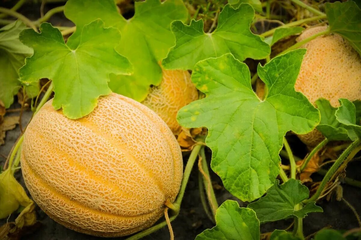Дыня выращивание и уход. Дыня f1 дачница. дыня ангилейка. дыня afghan honeydew. дыня сорт дачница.