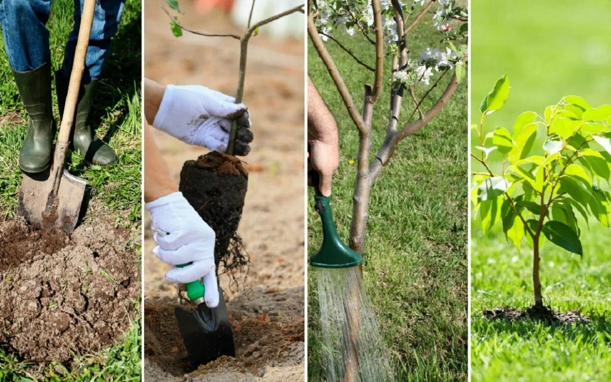 Территория посаженными человеком плодовыми деревьями кустарниками это. Черешня клоновый подвой. Саженцы деревьев. Саженцы деревьев и кустарников. Посадка деревьев и кустарников.