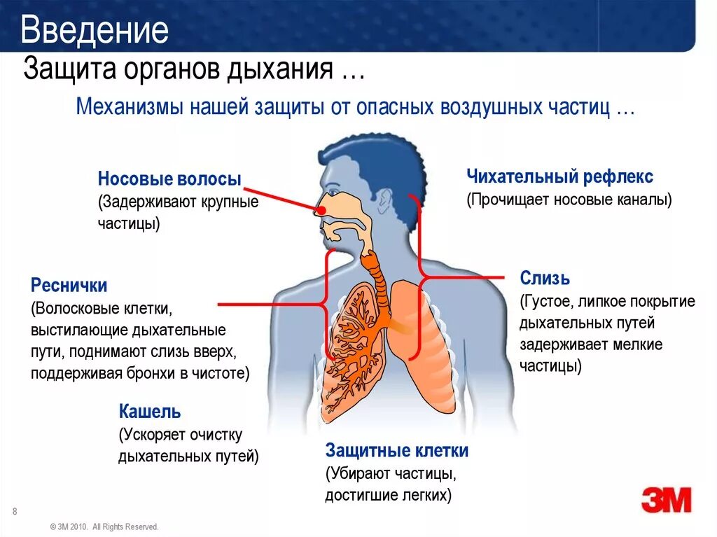 Защитные механизмы дыхательной системы. Инфекции органов дыхания. Заболевания дыхательных путей. Кашель. Сухой кашель на вдохе