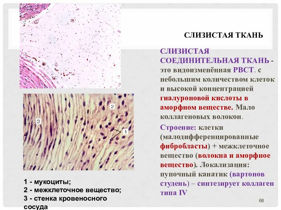 Функции слизистой ткани гистология. Слизистая соединительная ткань функции и местоположение. Строение слизистой соединительной ткани. Слизистая студенистая соединительная ткань.