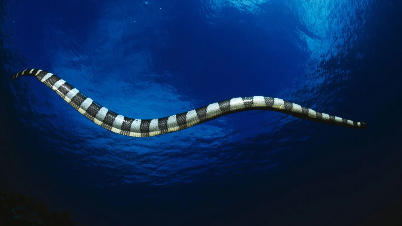 Водяная змейка. Желтобрюхая морская змея. Коротконосая морская змея. Масковая водяная змея. Черная водяная змея.