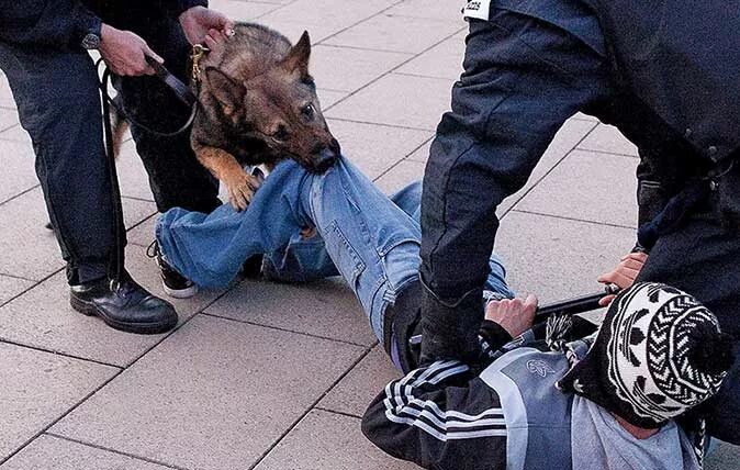 Собака задерживает преступника. Задержание преступника собакой. Полицейский с собакой.