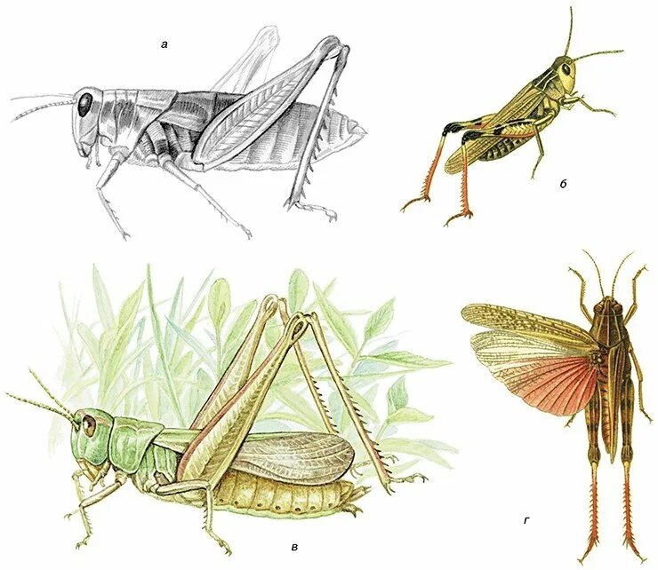 Прямокрылые насекомые развитие. Прямокрылые насекомые Крылья. Травянка кузнечик. Кобылки-Прусы. Толстоголовая травянка.