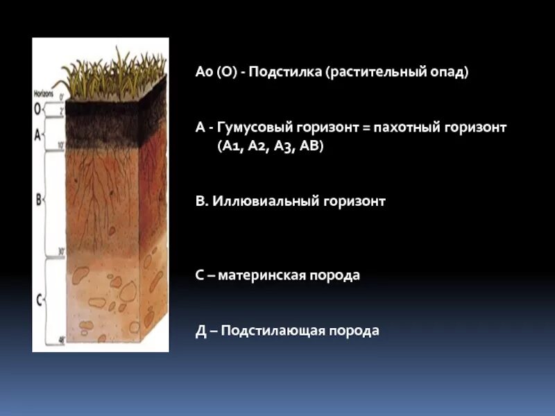 К материнской породе примыкает почвенный. Почвенный иллювиальный Горизонт. А0 подстилка а1 гумусовый Горизонт. Почвенный Горизонт гумусовый иллювиальный. Пахотный Горизонт.