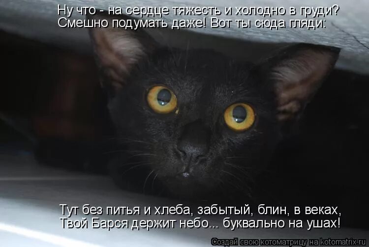 Тут без вариантов. Тут без вариантов. Кот ремонтирует авто. Без вариантов. Сказочные приколы.