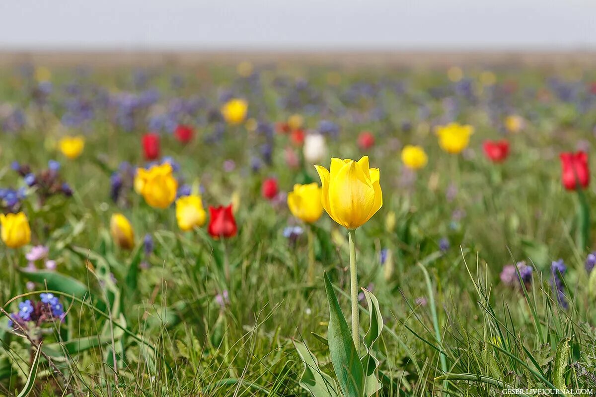 Степной тюльпан шренка. Степные тюльпаны в калмыкии. Дикие тюльпаны степь калмыкии. Тюльпаны цветут в степи самый разгар лета. Опукский заповедник тюльпаны шренка.