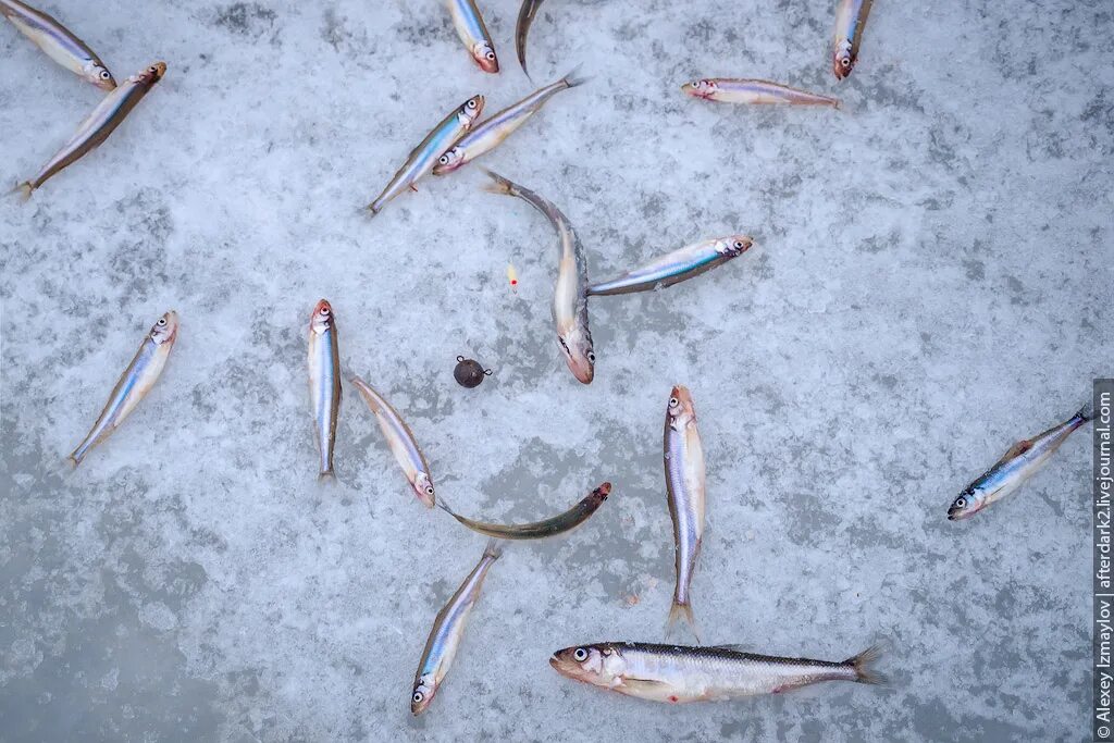 Лов корюшки. Мормышки на корюшку СВИКОС. Зимняя рыбалка на корюшку. Оснастка паук на корюшку. Снасть на корюшку.