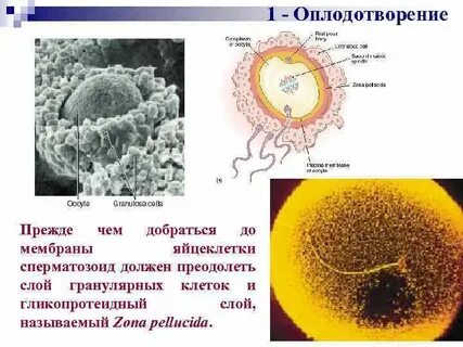 В ядре оплодотворенной яйцеклетки человека содержится